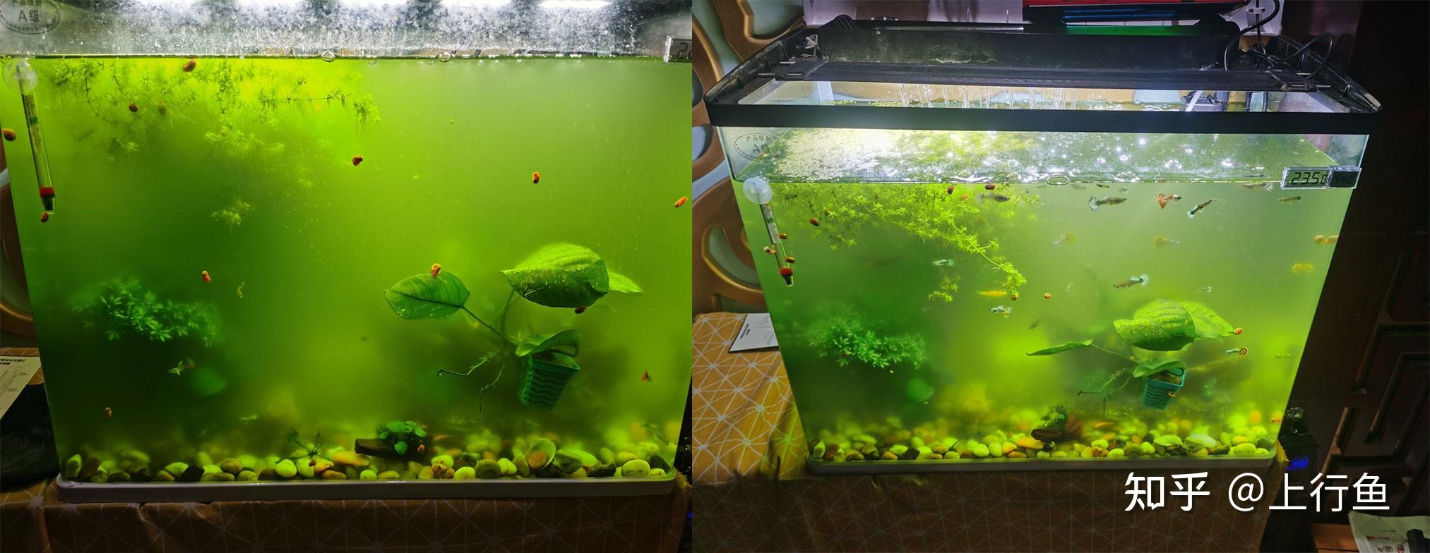 鱼缸水变绿怎么办