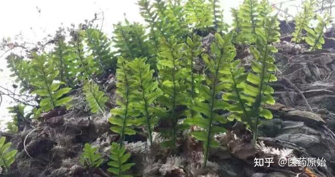 带你识别骨碎补