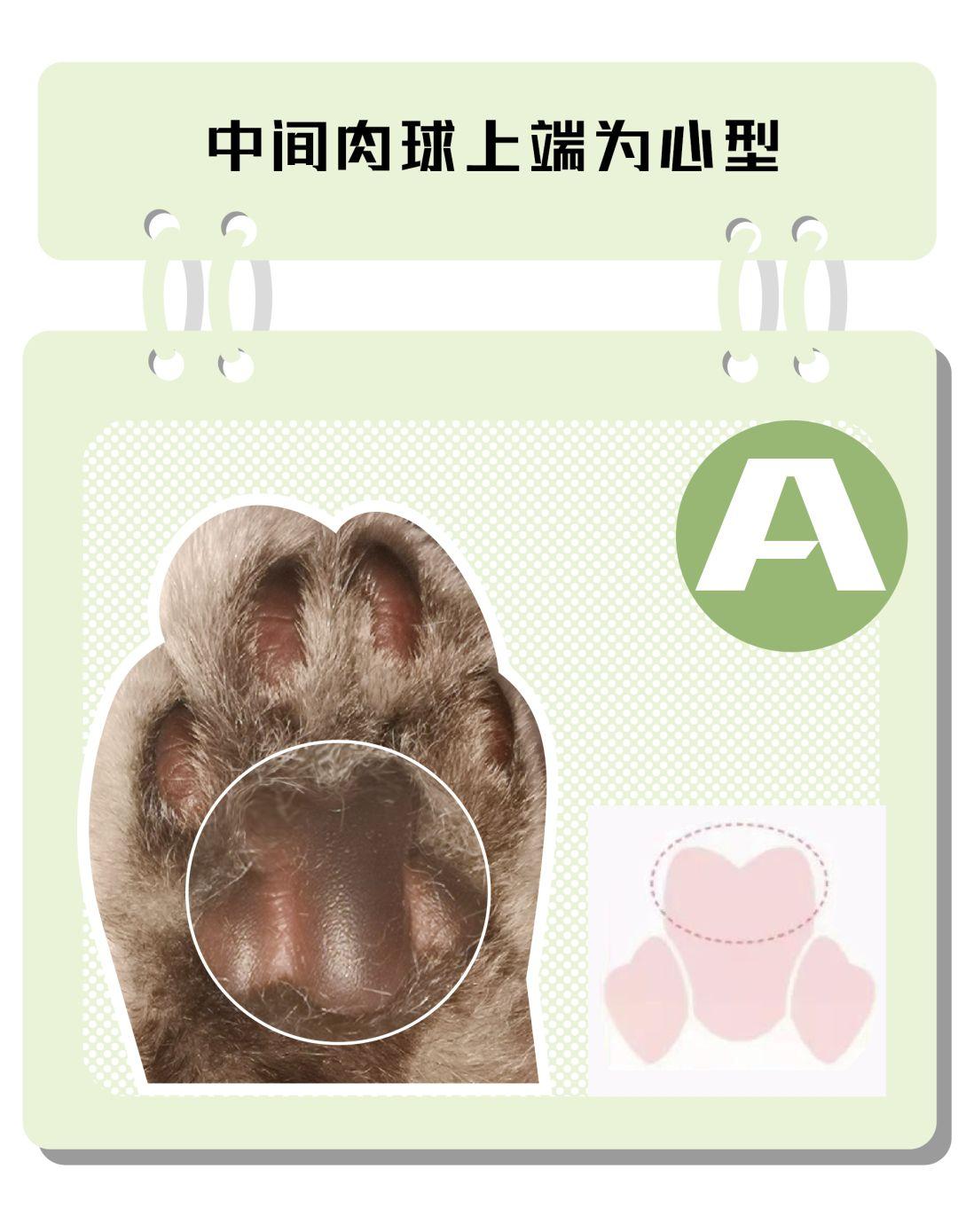 活久见猫也能通过手相看性格