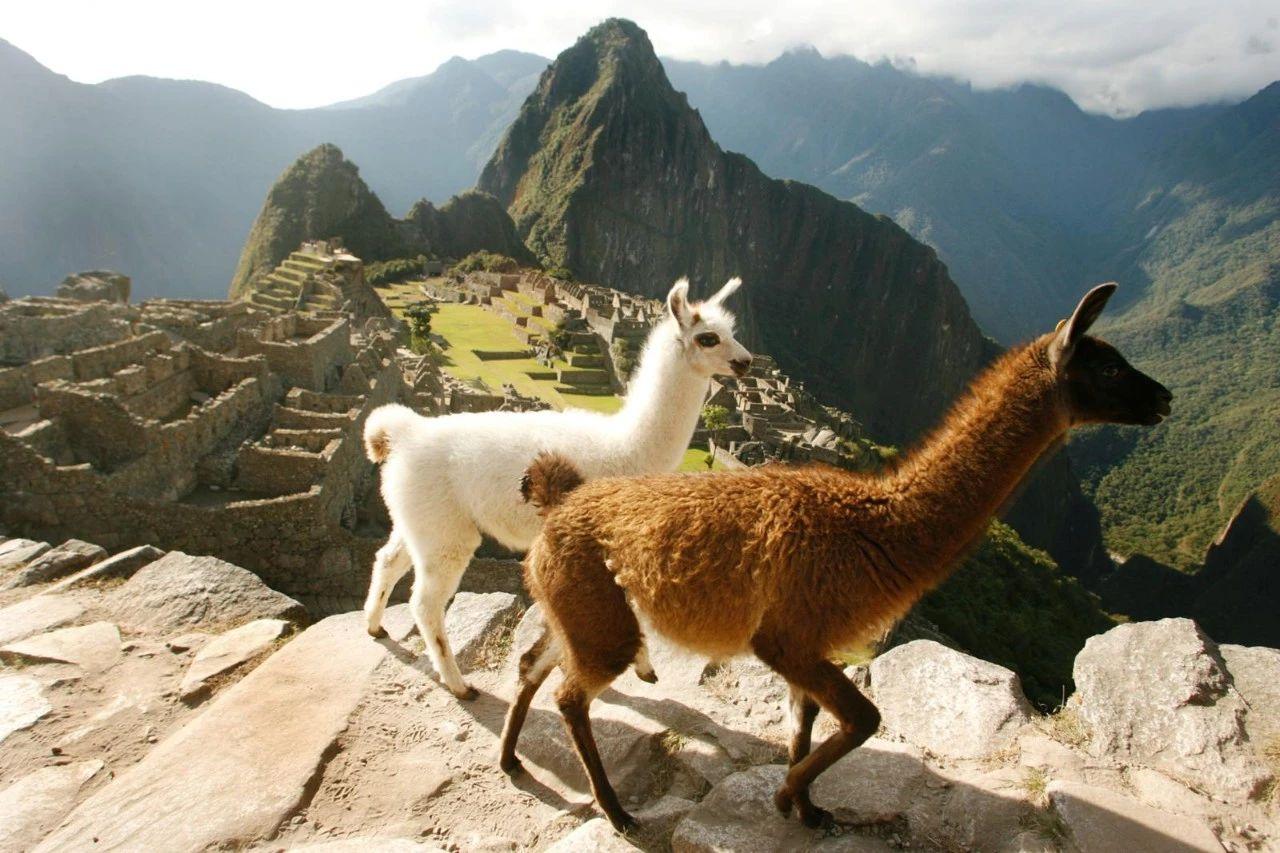 原来秘鲁神兽羊驼还有这些不为人知的秘密