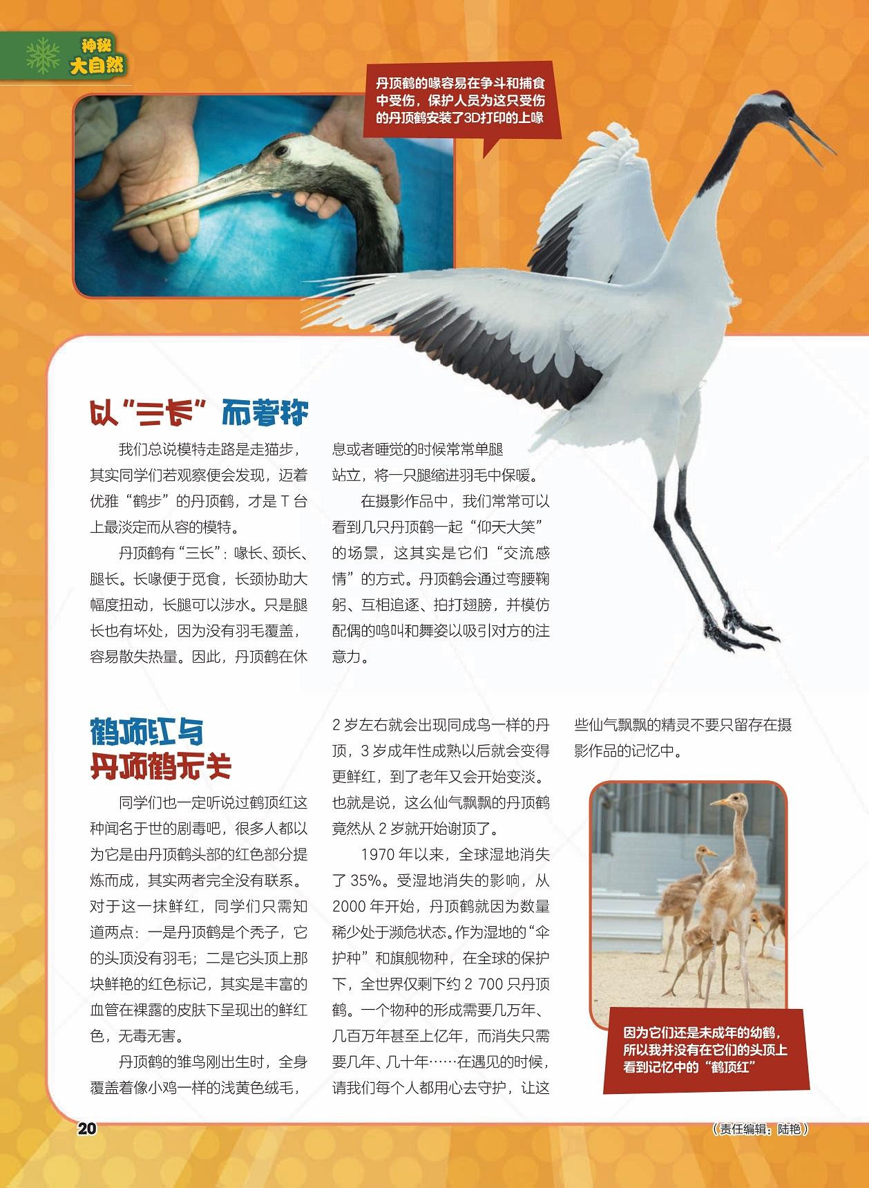 丹顶鹤飞入神话的仙鸟