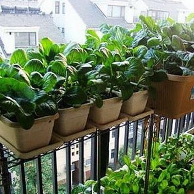 阳台种菜新手最容易犯的八大错误 知乎 阳台种菜新手最容易犯的八大错误 知乎