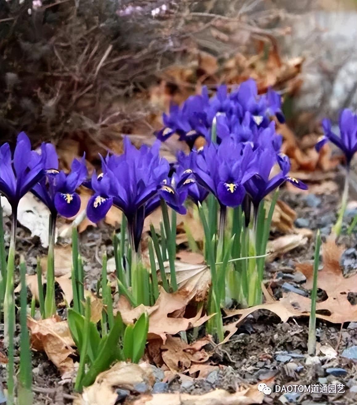 耐寒的鸢尾花,冬季适当虐养一下来年好开花