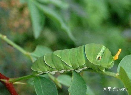 果树的所有虫图片大全图片