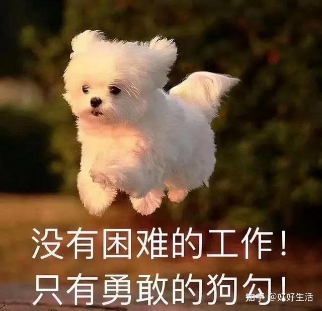 狗狗“半夜”狂叫,这6大原因,你可别再忽视了! - 知乎