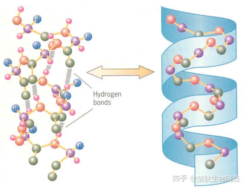 多肽合成，Hydrin 1 ([Arg8, Gly10, Lys11, Arg12]-Vasotocin)，Cys-Tyr-Ile-Gln ...