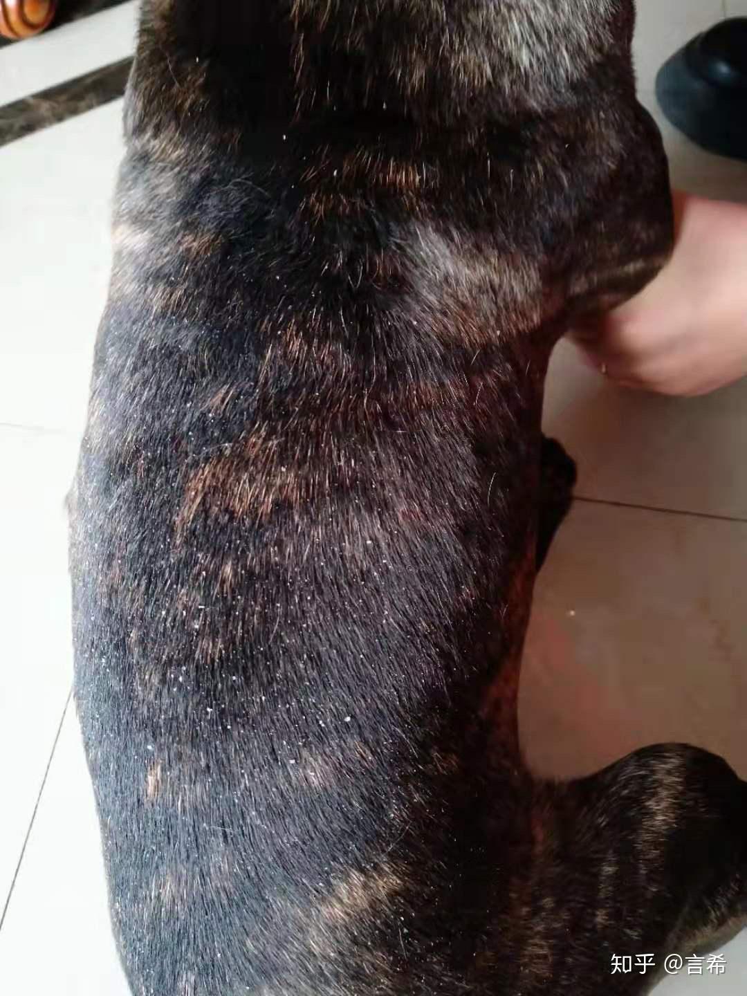 法斗皮肤病 - 知乎