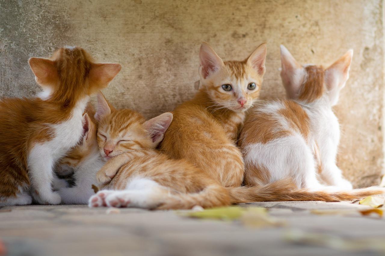 家里两只猫咪不能和睦相处怎么办？上 - 知乎