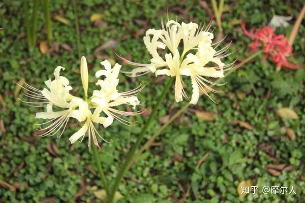 植物与我 石蒜花 石蒜亚科 二安网