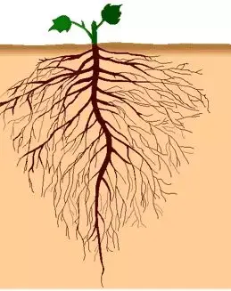 植物根系的秘密 根系最长的植物是什么 桃丽网