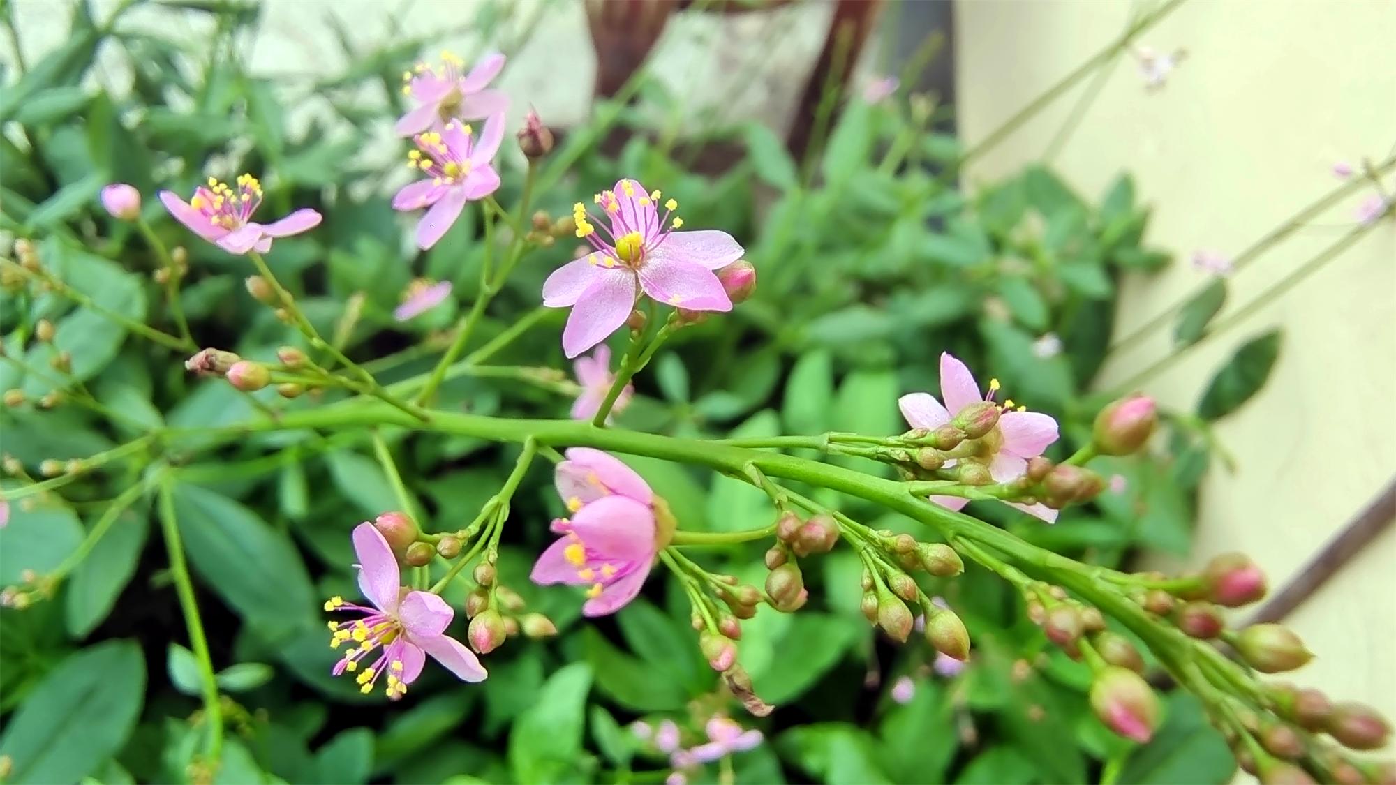 美丽吉安之赏花系列:土人参花开迷人 - 知乎