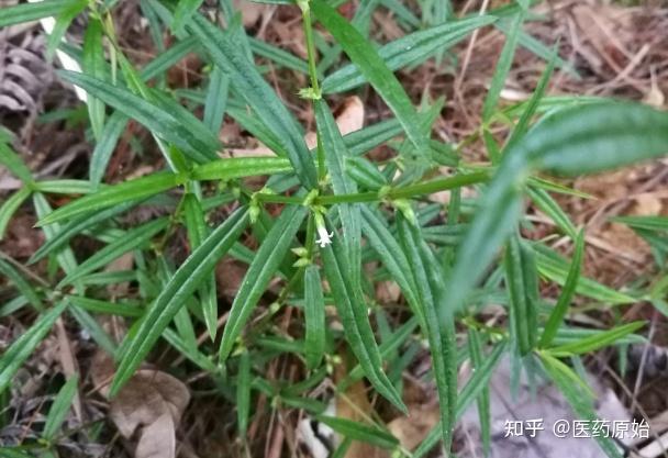 白花蛇舌草真假区别图图片