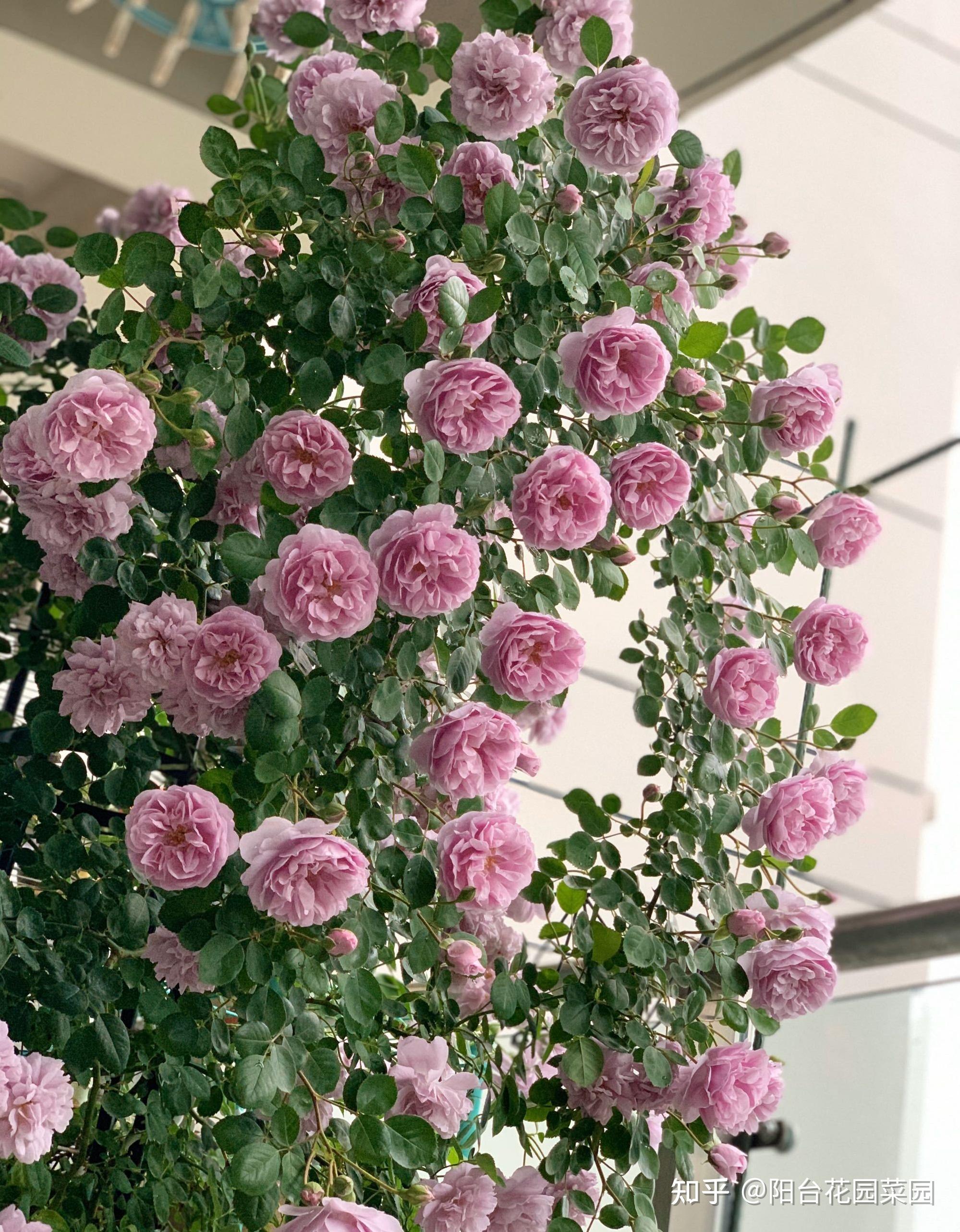 3种小爬藤花剪个枝条插一棵爬满阳台开满花美得不像话