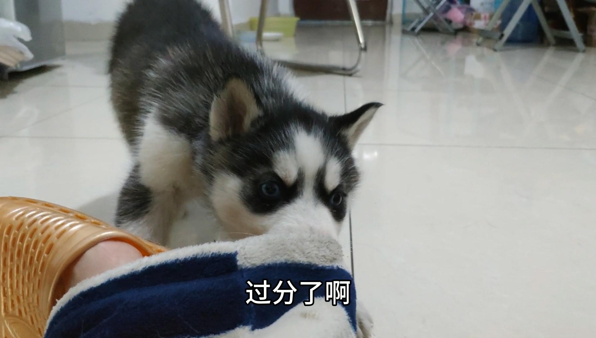 二哈当主人面拆裤子惹火主人被男子大骂下一秒忍住别笑