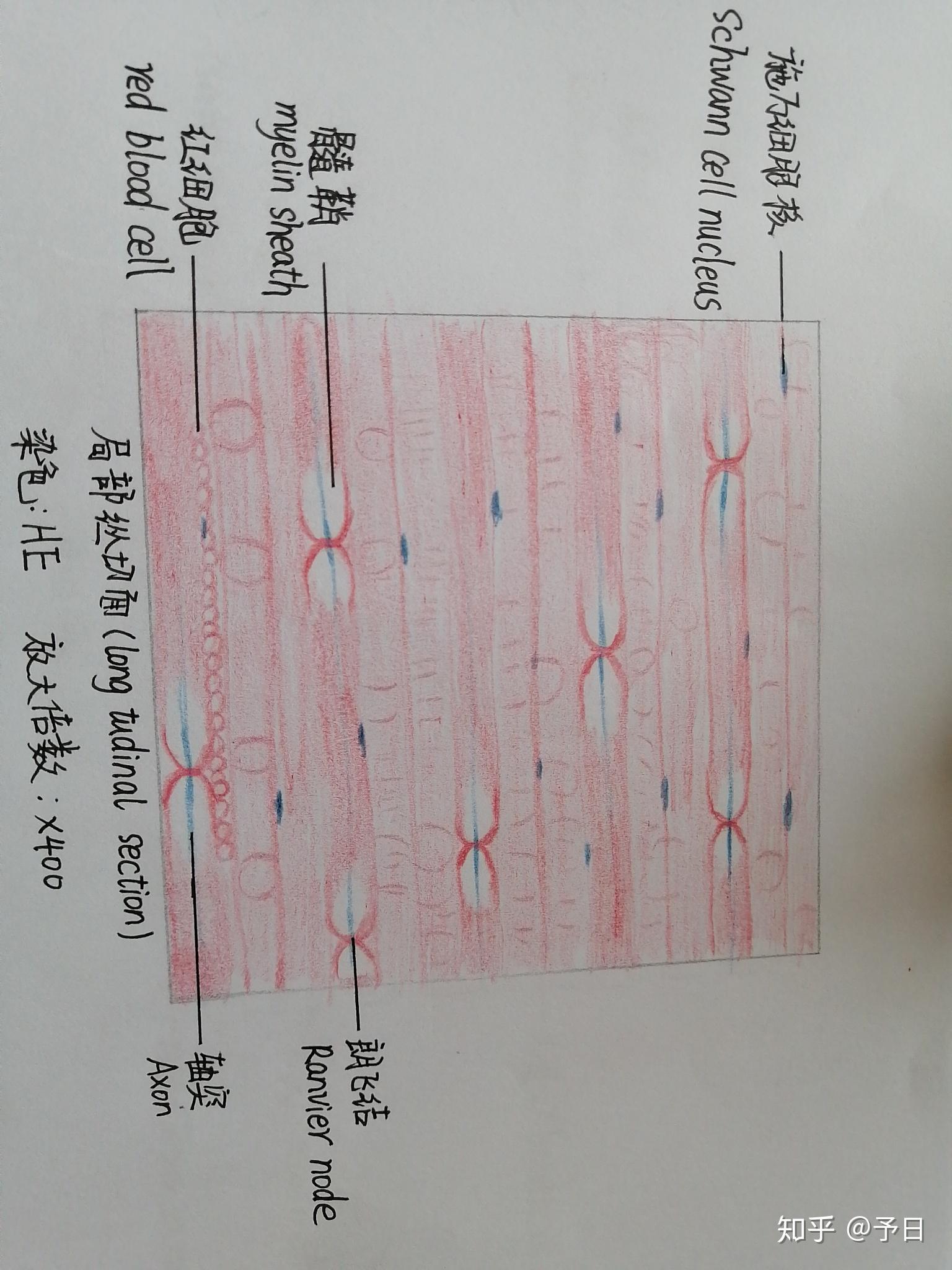 神经元的红蓝铅笔图图片