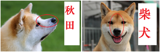 秋田和柴犬最简单最直观的区别 知乎 秋田和柴犬最简单最直观的区别 知乎