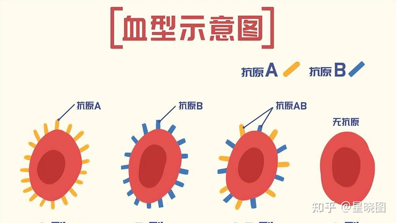 一文读懂“滴血验亲”,从血型到DNA的秘密探索 - 知乎
