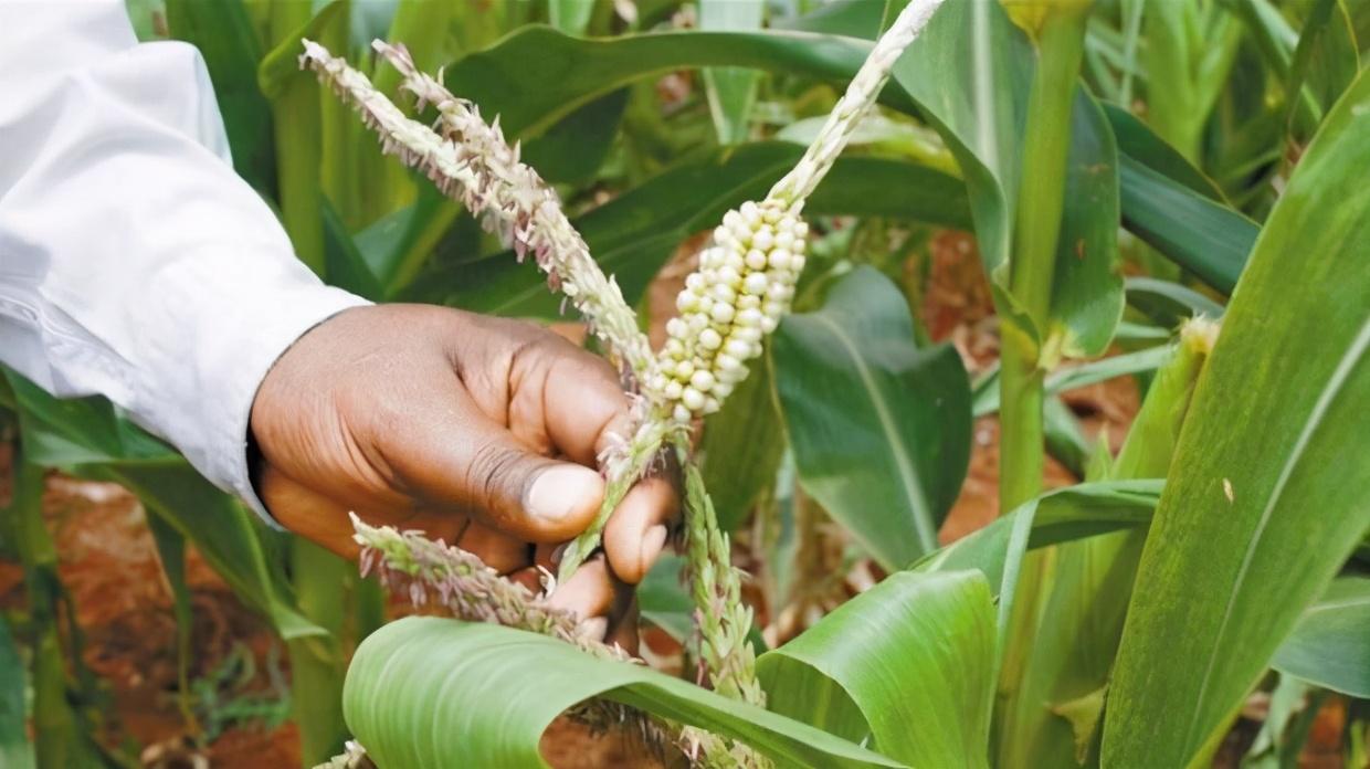 海南三亚农作物转基因性状及品种研发项目可行性研究报告