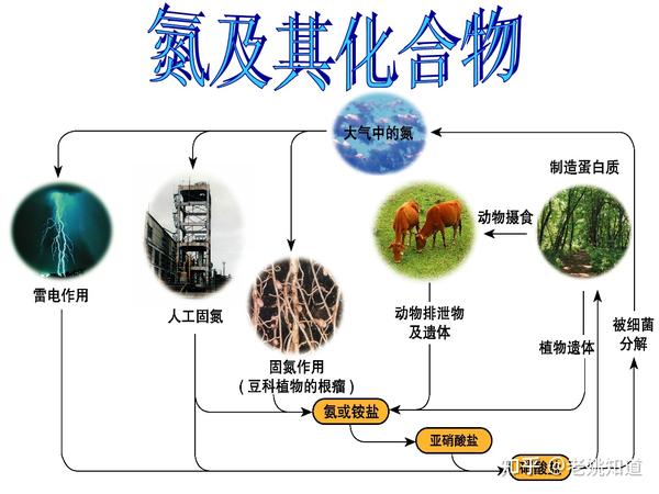 7 氮元素及常用检测方法 - 知乎