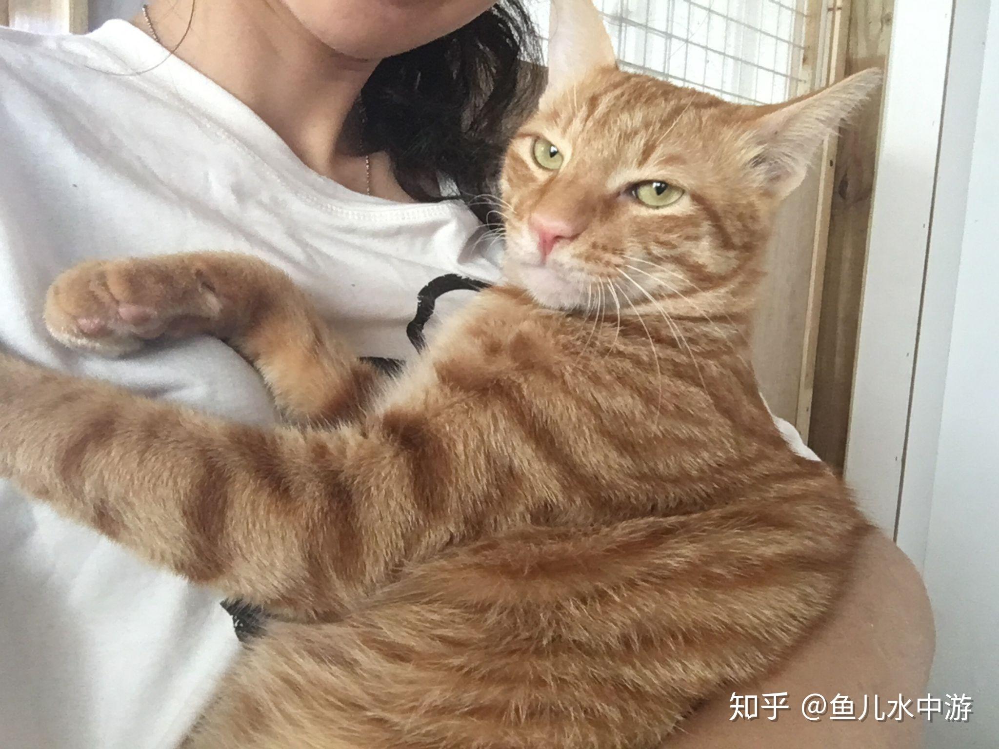 浪猫蹭人是想要被收编吗？ - 知乎