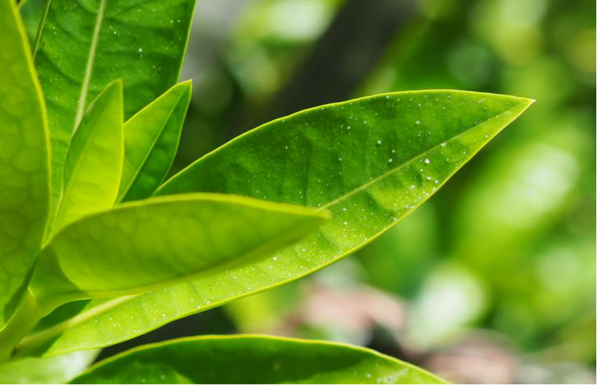 淇澳岛探秘之红树林の动植物