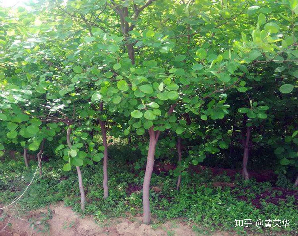植物染之丝毛缎:多变的黄栌出新色 - 知乎