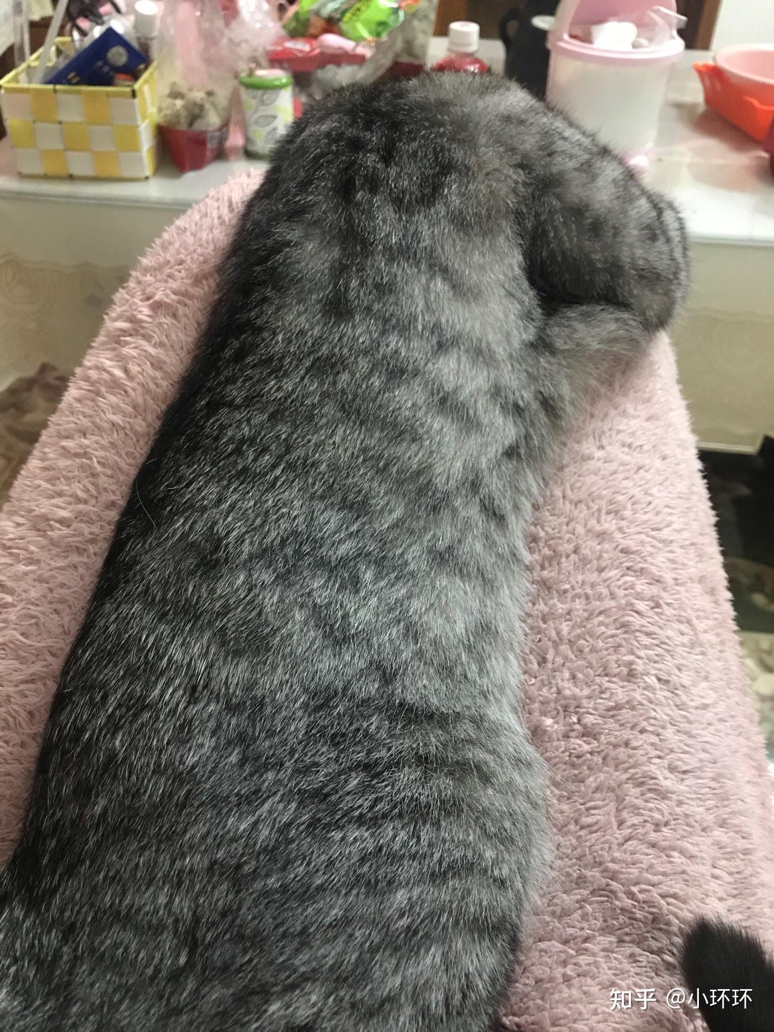 灰色狸花猫罕见吗