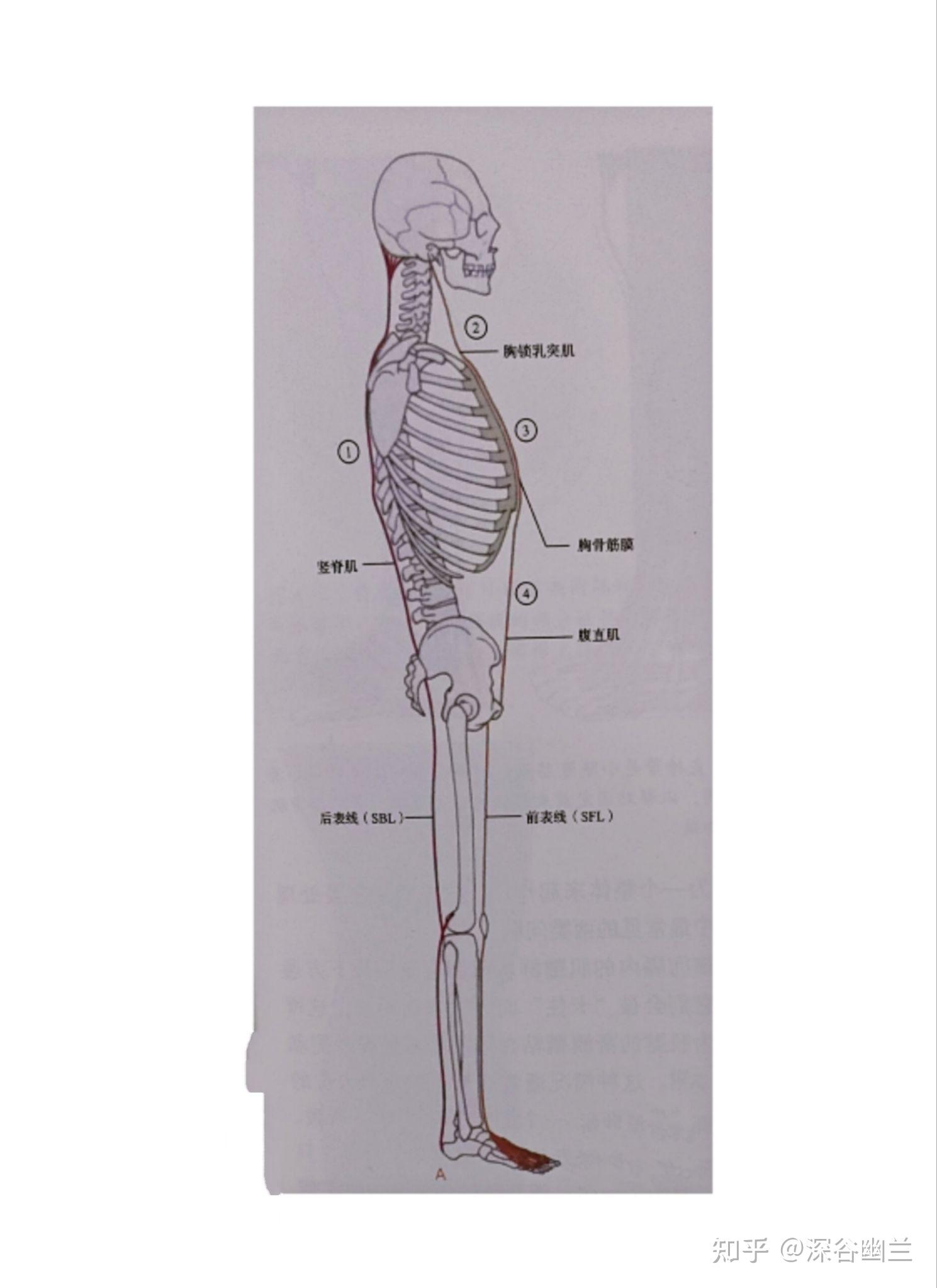 肌筋膜经线之前表线