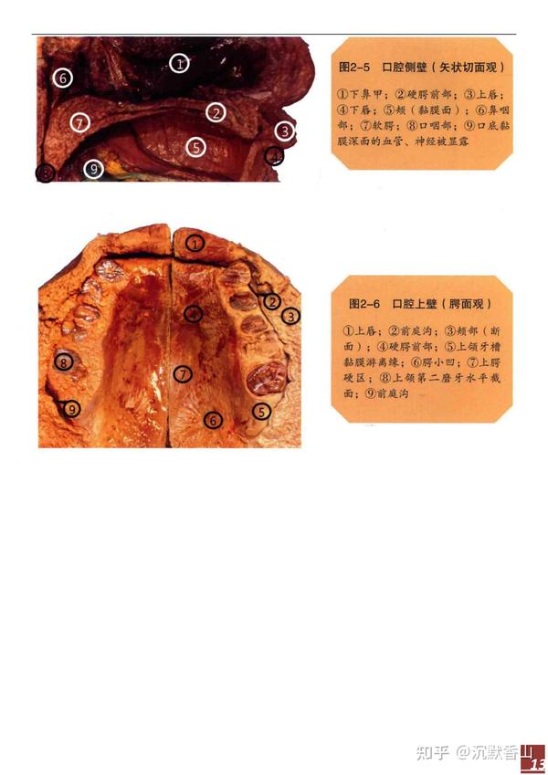 口腔局部解剖与生理功能思维导图 - 知乎