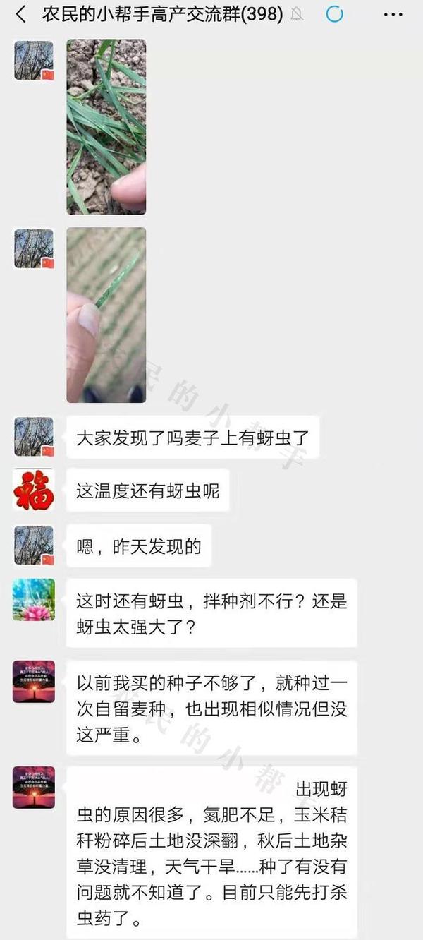 绵蚜虫图片大全 苹果绵蚜 果树上的绵蚜虫怎么治