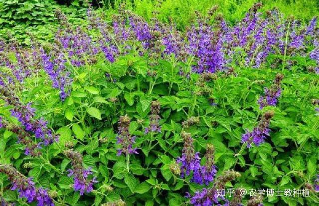 丹参的人工栽培技巧：掌握4种繁殖方式，助力药农稳定增收 - 知乎