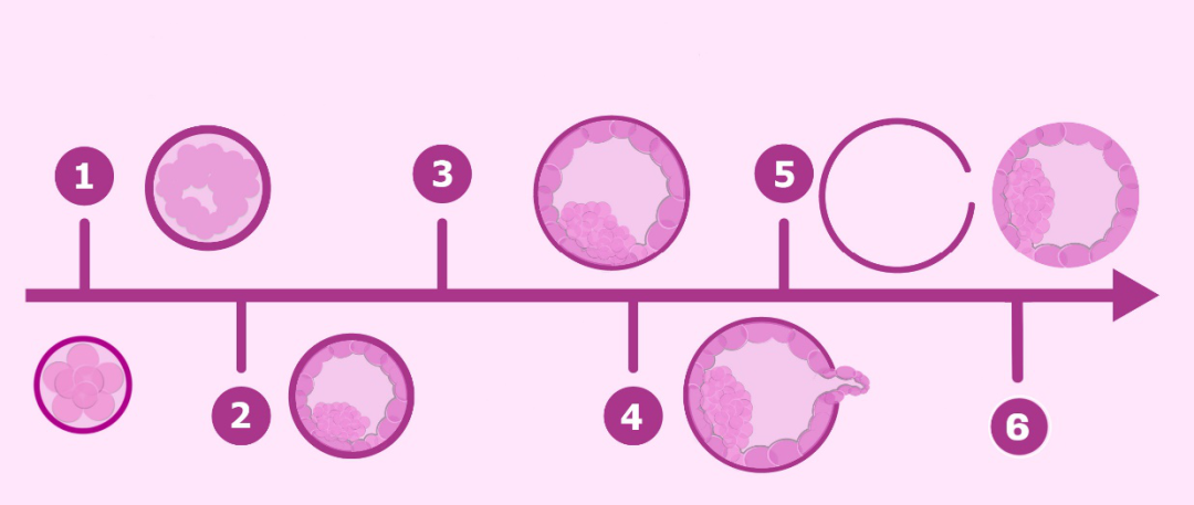 一分鐘瞭解試管嬰兒囊胚的等級劃分