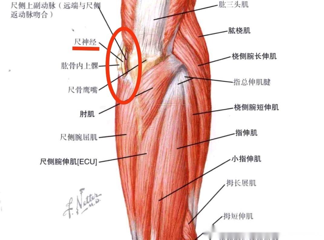 肘正中动脉解剖图图片