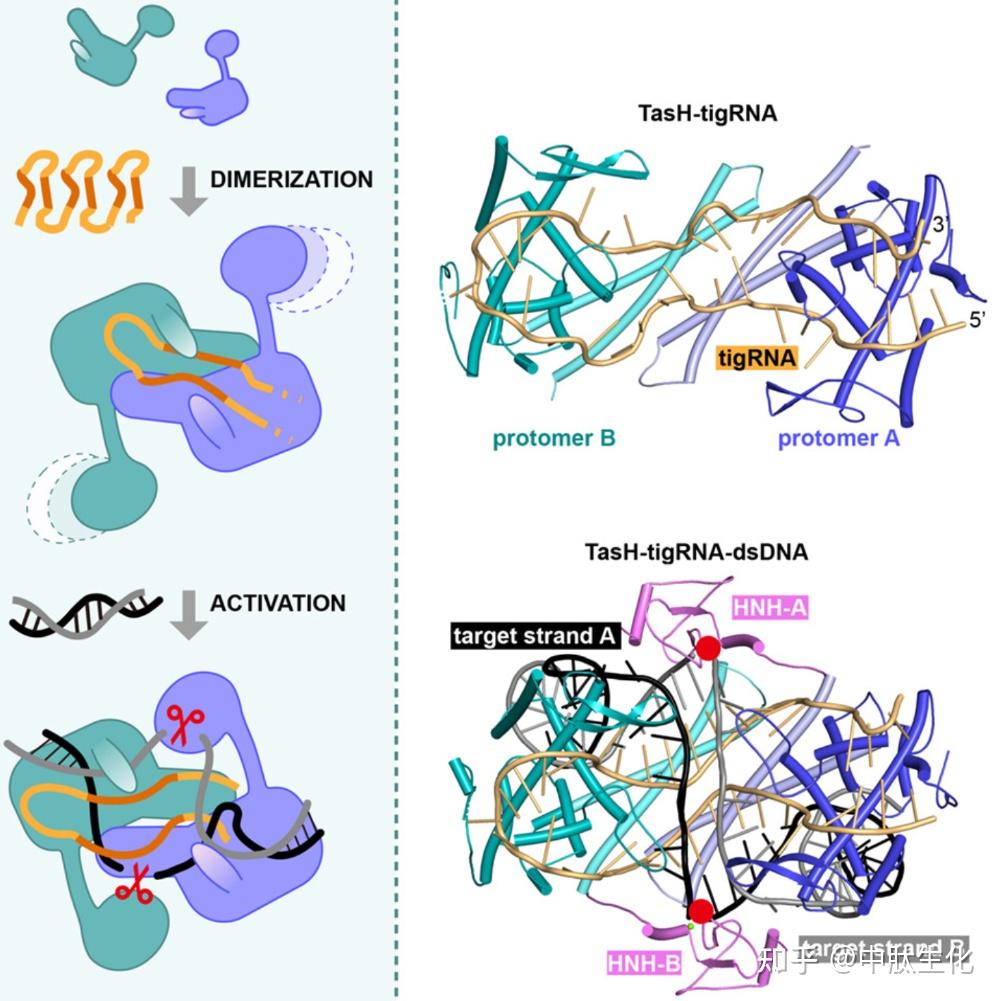 Mol Cell：给基因编辑工具装上“RNA开关”！天津医科大学张恒团队解析新型TIGR系统，实现用向导RNA编程控制DNA切割 - 知乎