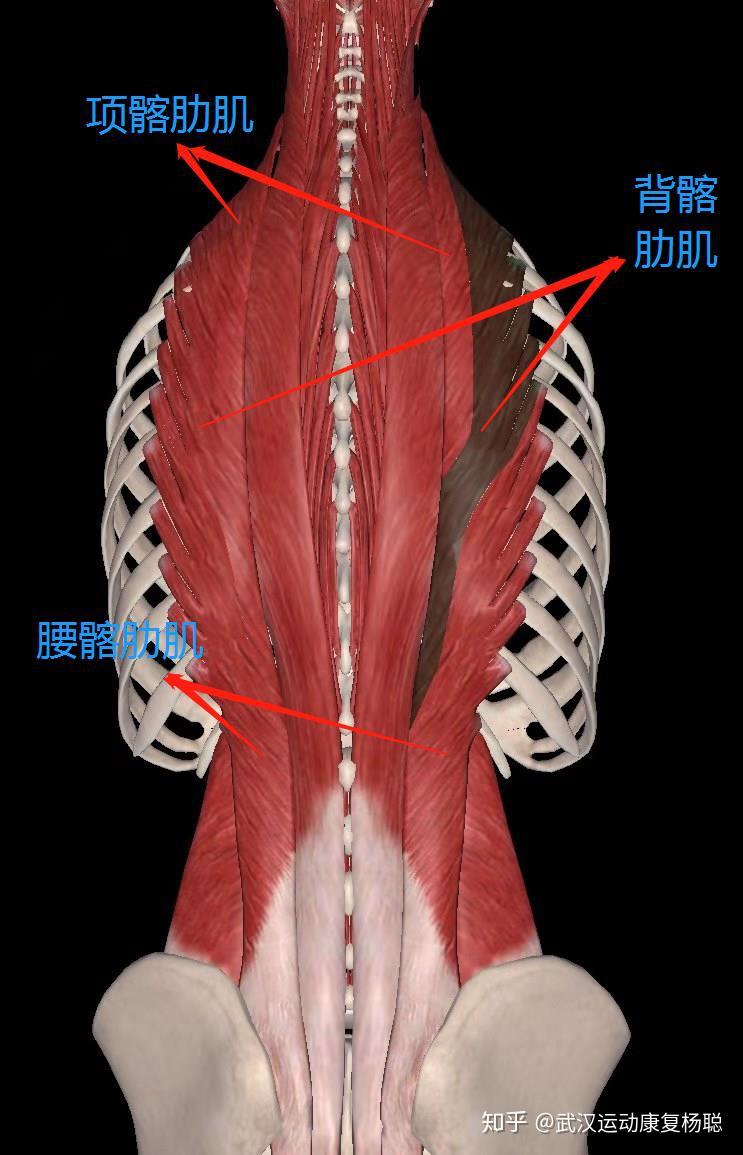 腰痛系列之竖脊肌