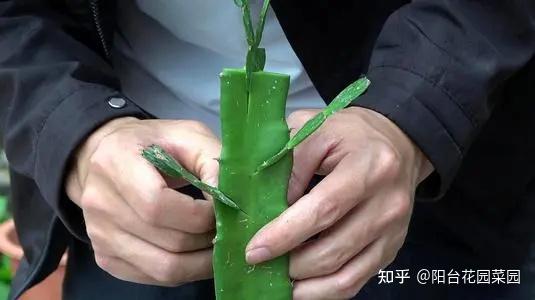嫁接蟹爪兰4种方法玩转嫁接开花上千朵长成老花树