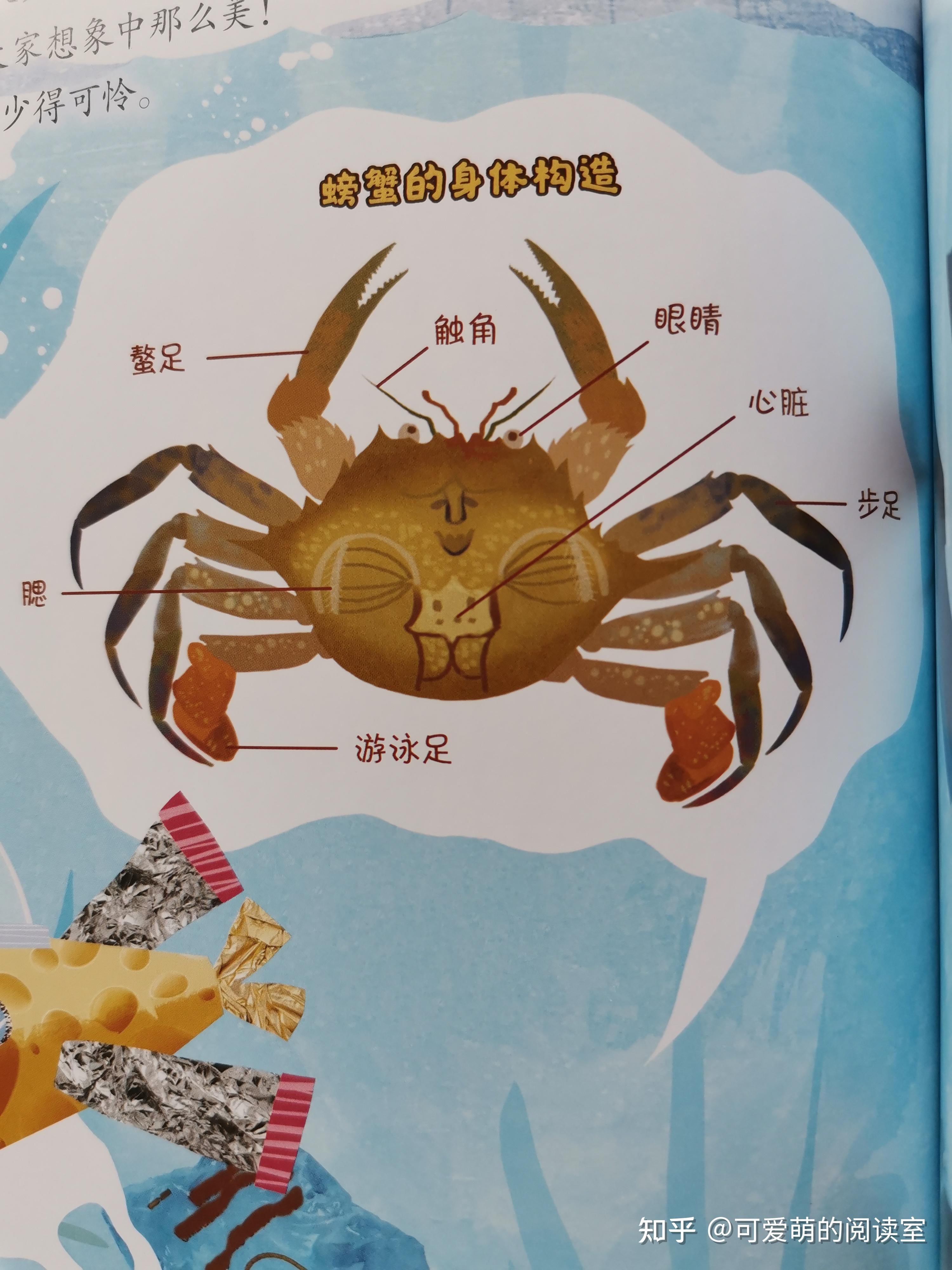 螃蟹的性别,是从他们的肚皮上的图案来分辨的:肚皮是椭圆形的是螃蟹