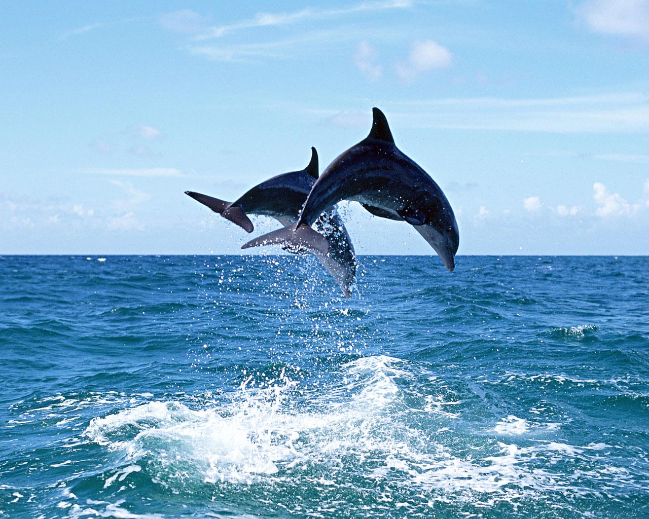 Researchers Discover Dolphin Females Have Working Clitoris ...