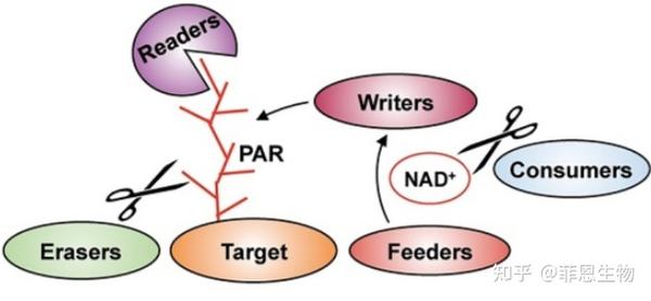 蛋白质翻译后修饰的最常见6大类型 - 知乎