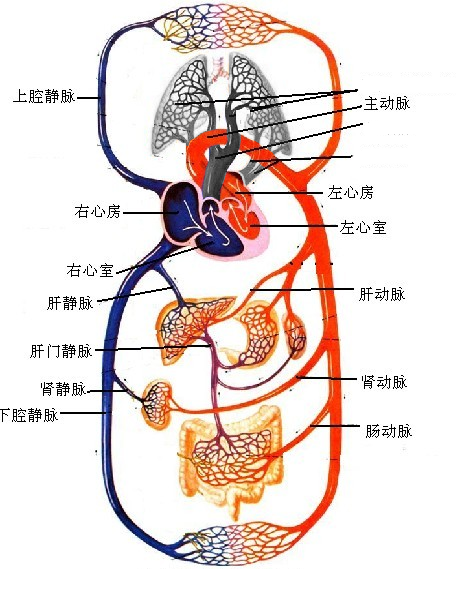 再从全身回收富含二氧化碳的血液(静脉血)