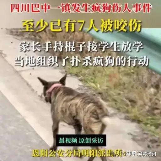 谁有权谁有责捕捉甚至扑杀伤人的疯狗流浪狗？ - 知乎