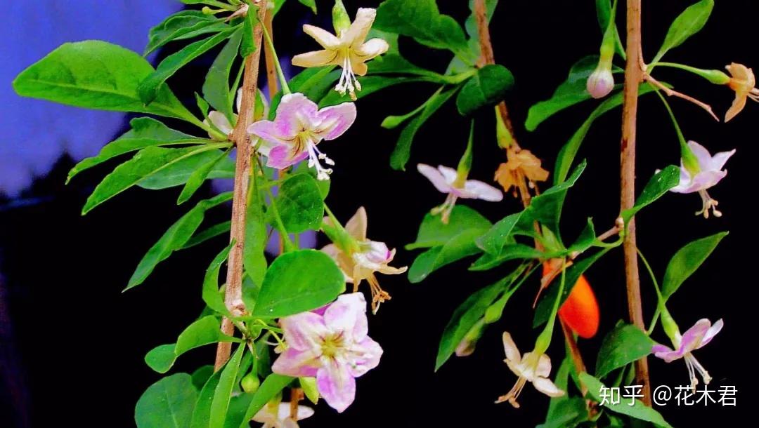 枸杞盆景为何开花多结果少或者开花不结果? - 知乎