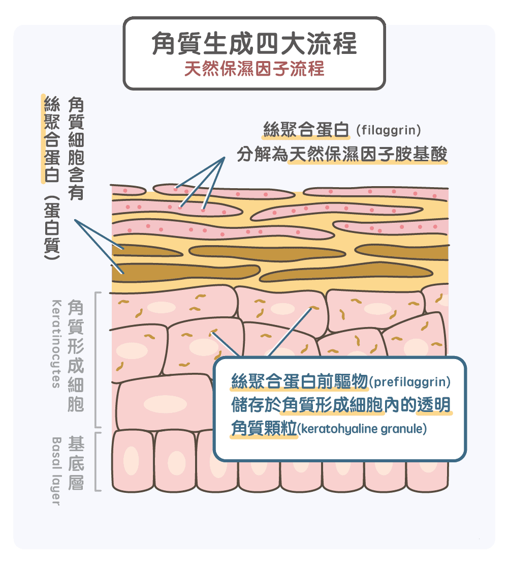 以及角质细胞间由角质代谢中自然产生的脂质与天然保湿因子共同构成