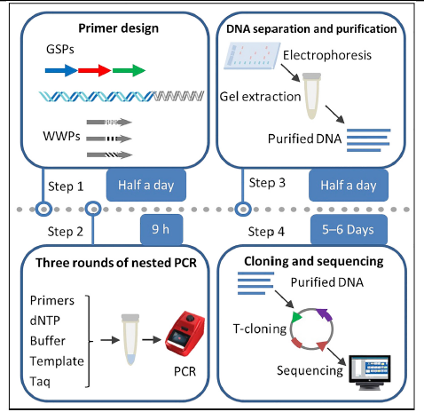 STAR Protocols︱李海星团队发表基于腕表PCR基因组步移获取未知侧翼DNA的实验方案 - 知乎