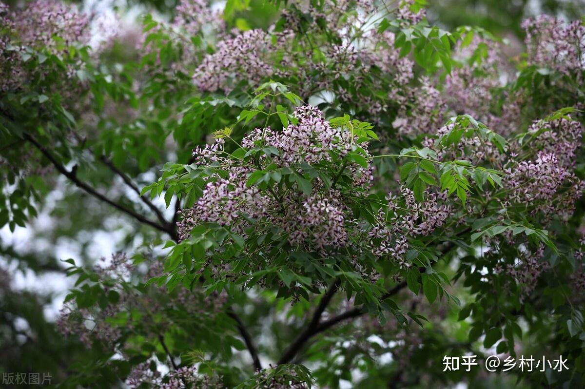 消失的“苦楝树”，为什么现在很少有人种植了？ - 知乎