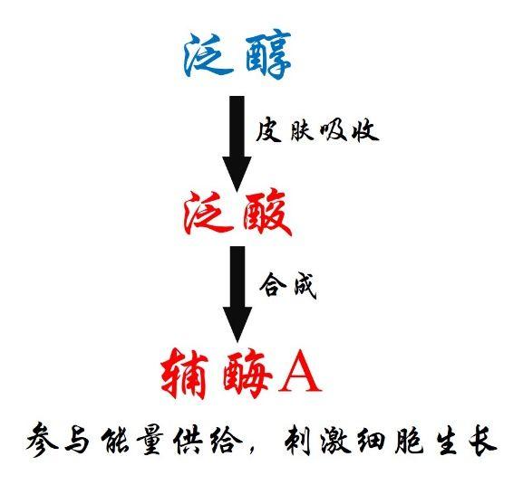 二,泛醇的作用