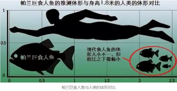 食人鱼 究竟有多可怕 知乎