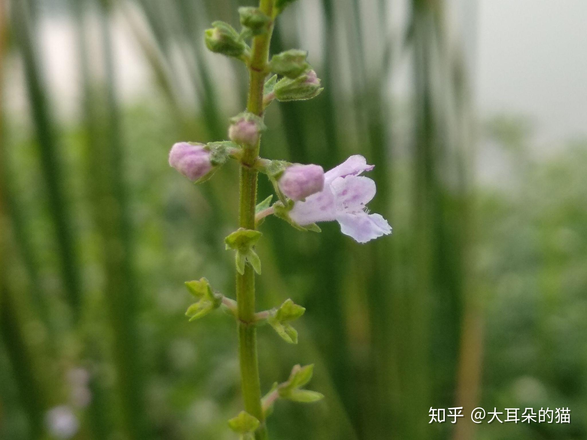 石荠苎属 - 知乎