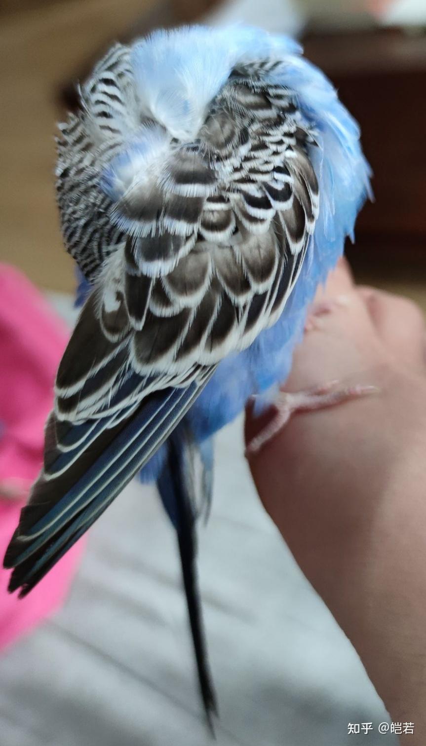 虎皮鹦鹉可爱可耐