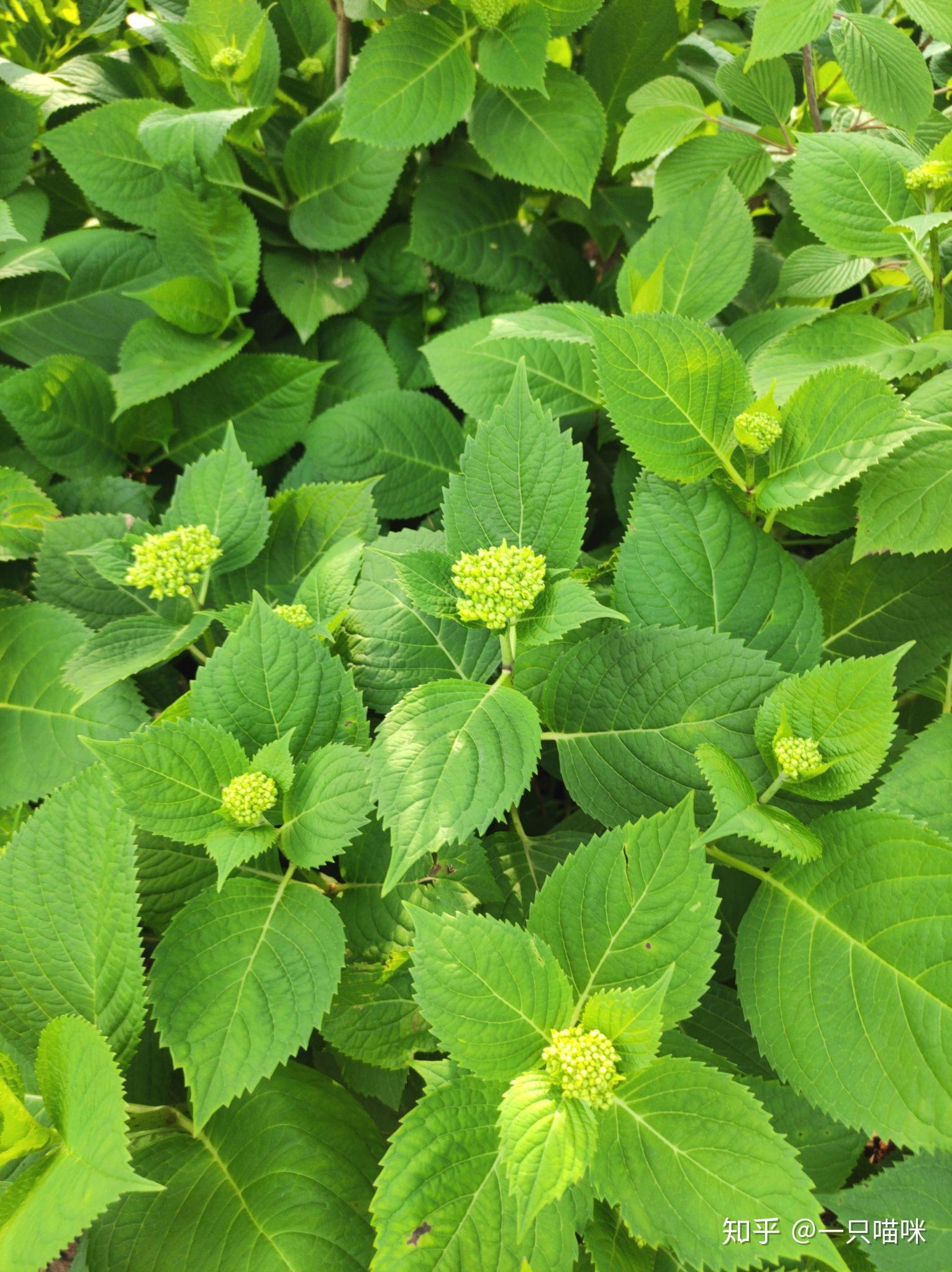 整片的墙,好看至极)紫藤(想起了小时候学的一篇课文"紫藤萝瀑布")茼蒿